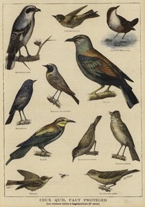Oiseaux nécessitant une protection en raison de leur utilité pour l