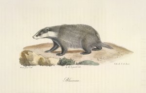 Blaireau, de Histoire Naturelle des Mammifères - French School