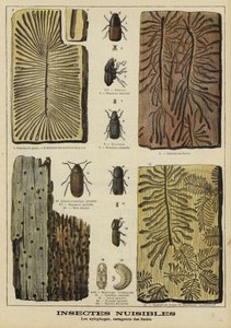 Insectes foreurs nuisibles aux forêts