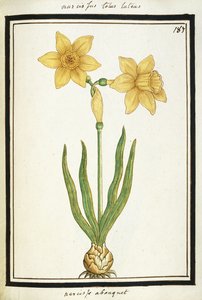 Bouquet Narcisse, c.1700 - French School