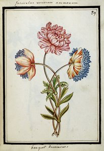Bouquet d