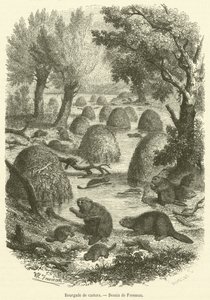 Bourgade de castors - French School