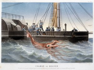 Calmar de Bouyer - dans « Le monde de la mer » par Alfred Fredol, Hachette, Paris - French School
