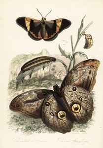 Papillon Brassolis sophorae, chrysalide et chenille