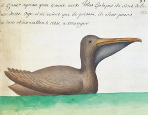 Pélican brun (Pelecanus occidentalis), îles Galápagos, aquarelle du journal de bord par Jacques Gouin de Beauchesne, capitaine de la Compagnie royale de la Mer du Sud, de 1698 à 1701, France - French School