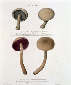Champignon à couche brune - dans « Traité des champignons » par Jean Jacques Paulet, fin 18ème siècle - French School