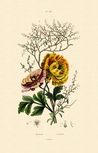 Renoncule, 1833-39