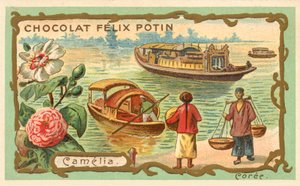 Camélia, Corée (chromolithographie) - French School