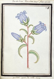 Campanule trachélie, c.1700 - French School