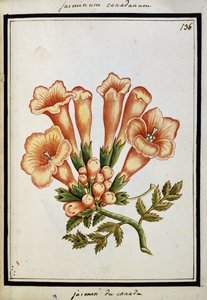 Jasmin canadien, vers 1700 - French School