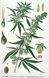 Cannabis sativa, planche botanique - French School