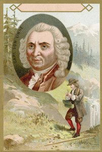 Carl von Linné, botaniste et zoologiste suédois - French School