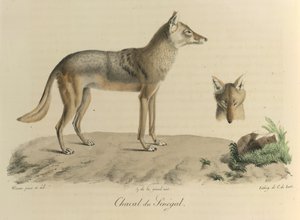 Chacal du Sénégal, de Histoire Naturelle des Mammifères - French School