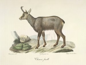 Chamois, femelle, tiré de Histoire Naturelle des Mammifères - French School