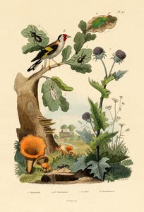 Chanterelle, 1833-39 - French School