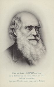 Charles Darwin (1809-1882), naturaliste anglais (lithographie) - French School