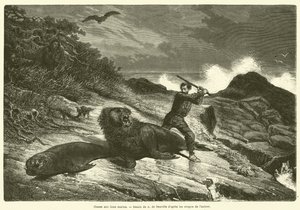 Chasse aux lions marins - French School