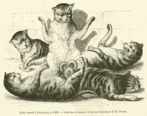 Chats trouvés à Strasbourg en 1683 - French School