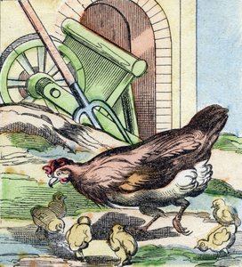 Poulet et poussins. Gravure dans "Buffon Alphabet des Oiseaux n 2". 3e Série N 2. Imagerie d