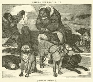 Chiens des Esquimaux - French School