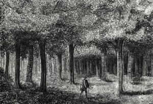 Forêt d