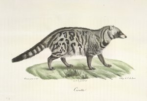 Civette, de Histoire Naturelle des Mammifères - French School