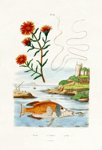 Plante de glace de Hardy - French School