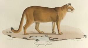 Cougouar femelle, tiré de 