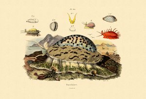 Coquilles de porcelaine - French School