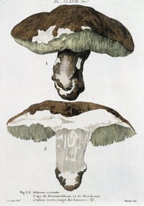 Cèpe de Fontainebleau et de Bordeaux - dans « Traité des champignons » par Jean Jacques Paulet - French School