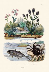 Crabe, 1833-39 - French School