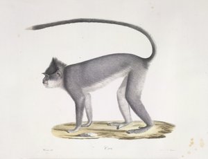 Croo. Un singe, de Histoire Naturelle des Mammifères - French School