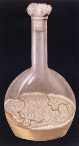 Culture de la tuberculose humaine, de La Tuberculose et son Bacile par Isidore Strauss, 1895