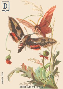 D: Deilephila (Deilephila elpenor ou Grand sphinx de la vigne) - French School