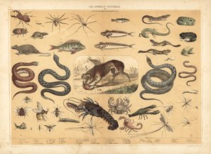 Animaux dangereux - French School