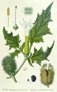 Datura stramonium, planche botanique - French School