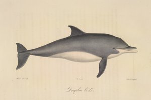 Dauphin bridée, de Histoire Naturelle des Mammifères