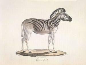 Dauw femelle. Le quagga rayé, ou zèbre de Burchell, d