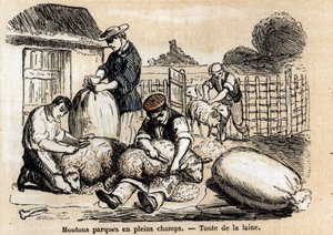 Description des différents usages et produits du mouton : la tonte des moutons. Planche "Les moutons" dans "Les Récréations instructives" peinture synoptique de Jules Delbruck, gravure de 1860. Collection privée. - French School