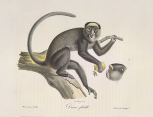 Diane femelle, de Histoire Naturelle des Mammifères - French School