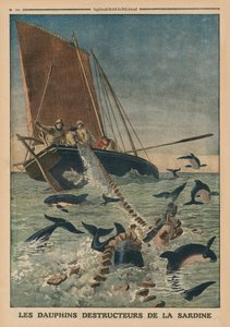 Dauphins détruisant des sardines, illustration de couverture de 