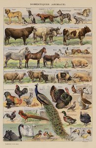 Domestiques, animaux - French School