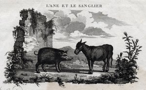 Âne et sanglier. Fable d