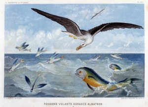 Dorades, poissons volants, albatros - dans « Le Monde de la Mer » par Alfred Fredol. éd. Paris, Hachette. - French School