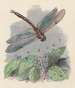Libellule