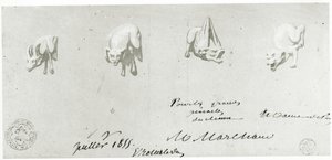 Dessin pour la restauration des gargouilles de Notre-Dame, 1855 - French School