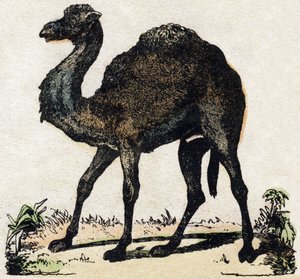 Dromadaire. Gravure dans « Alphabet des animaux sauvages ». 9e Série. Imagerie d