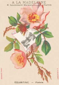 E: églantine - poésie - French School