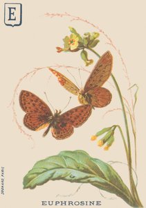 E: Euphrosine (Clossiana euphrosine ou Grand collier d