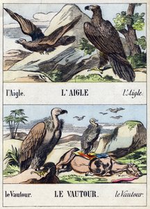 Aigle et vautour. Gravure dans "Buffon Alphabet des Oiseaux n° 1". 3e Série n° 1. Imagerie d